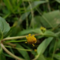 Acmella uliginosa (Sw.) Cass.