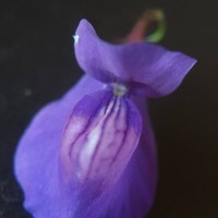 Utricularia reticulata Sm.