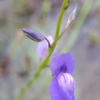 Utricularia reticulata Sm.
