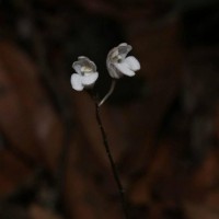 Didymoplexis ediriweerae C.Bandara, Atthan. & Kumar