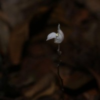 Didymoplexis ediriweerae C.Bandara, Atthan. & Kumar