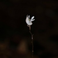 Didymoplexis ediriweerae C.Bandara, Atthan. & Kumar