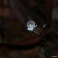 Didymoplexis ediriweerae C.Bandara, Atthan. & Kumar