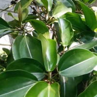 Blakea laevigata D.Don