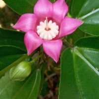 Blakea laevigata D.Don