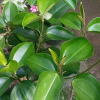 Blakea laevigata D.Don