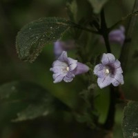 Strobilanthes nockii Trimen