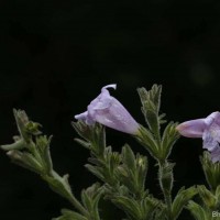 Strobilanthes nockii Trimen