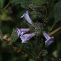 Strobilanthes nockii Trimen