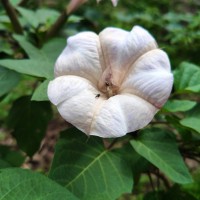 Datura metel L.