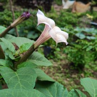 Datura metel L.