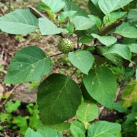 Datura metel L.