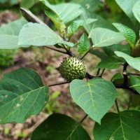 Datura metel L.