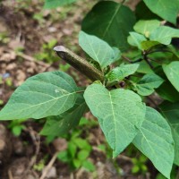 Datura metel L.