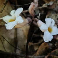 Gastrodia gunatillekeorum Bandara, Priyankara & Kumar