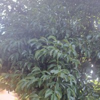 Cinnamomum citriodorum Thwaites