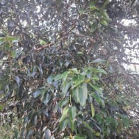 Cinnamomum citriodorum Thwaites