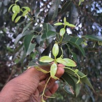 Cinnamomum citriodorum Thwaites