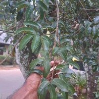 Cinnamomum citriodorum Thwaites