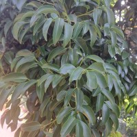 Cinnamomum citriodorum Thwaites