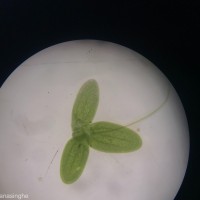 Lemna aequinoctialis Welw.