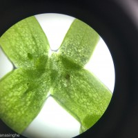 Lemna aequinoctialis Welw.