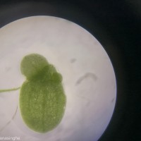 Lemna aequinoctialis Welw.