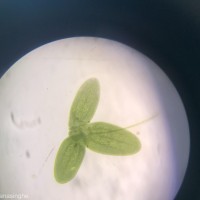 Lemna aequinoctialis Welw.