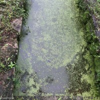 Wolffia neglecta Landolt