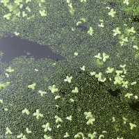 Wolffia neglecta Landolt