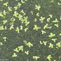 Wolffia neglecta Landolt