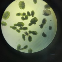 Wolffia neglecta Landolt