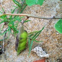 Canavalia rosea (Sw.) DC.