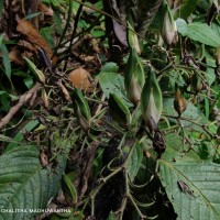 Barleria vestita T.Anderson