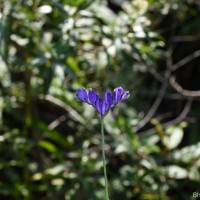 Burmannia disticha L.