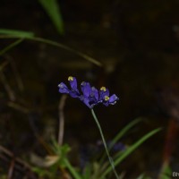 Burmannia disticha L.