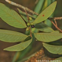 Bridelia moonii Thwaites