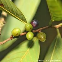 Bridelia moonii Thwaites