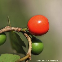 Drypetes sepiaria (Wight & Arn.) Pax & K.Hoffm.