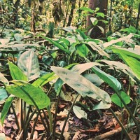 Lagenandra jacobsenii de Wit