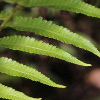 Diplazium esculentum  (Retz.) Sw.