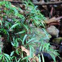 Elatostema lineolatum var. falcigerum Wedd.