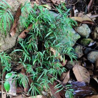 Elatostema lineolatum var. falcigerum Wedd.