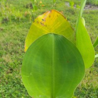 Limnocharis flava (L.) Buchenau