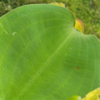 Limnocharis flava (L.) Buchenau