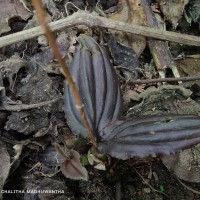 Liparis wightiana Thwaites