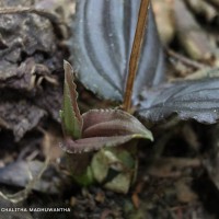 Liparis wightiana Thwaites