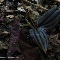 Liparis wightiana Thwaites