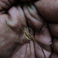 Liparis wightiana Thwaites