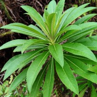 Lobelia nicotianifolia Roth
